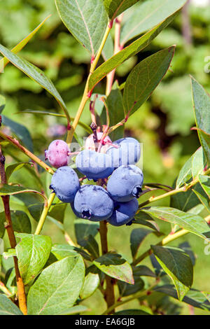 ripening growing stages blueberries highbush northern various hampshire bush usa alamy