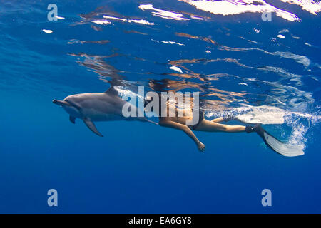 Woman free diving with a spinner dolphin, Hawaii, United States Stock Photo