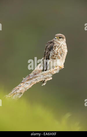 Merlin (Falco columbarius) adult female perched, on moorland Stock Photo
