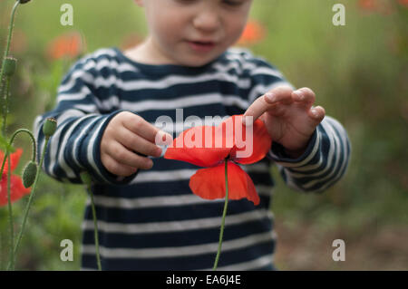Boy touching poppy flower Stock Photo