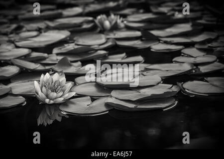 Use, California, San Diego, Lily pads on water Stock Photo