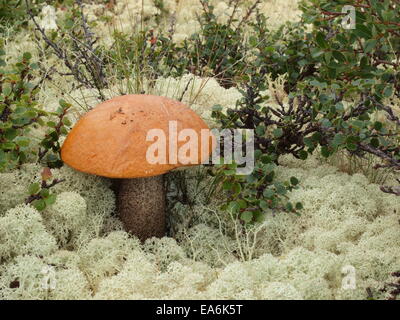 Orange Birch Bolete with reindeer lichen Stock Photo