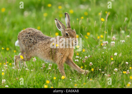 Brown Hare (Lepus capensis) adult stretching Stock Photo