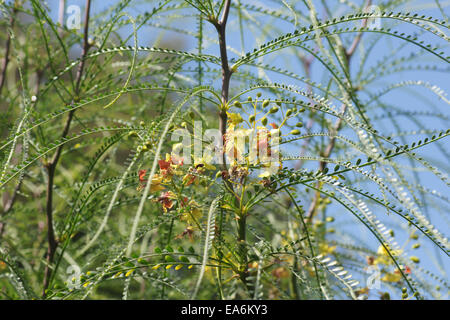 Mexican palo verde Stock Photo