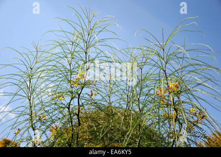 Mexican Palo Verde Stock Photo Alamy