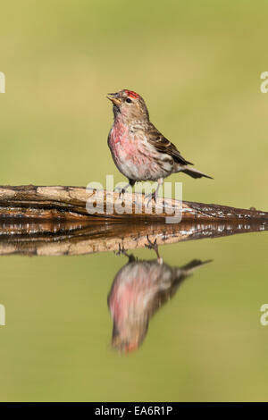 Lesser Redpoll (Carduelis flammea cabaret) adult male drinking at pond Stock Photo