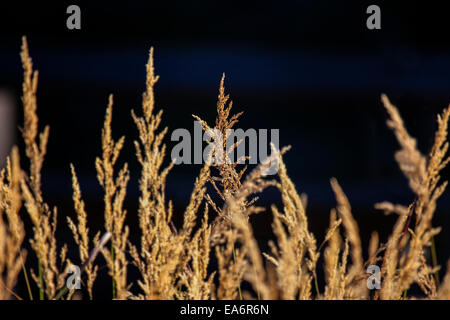 Reed canarygrass / Reed canary grass (Phalaris arundinacea), native to
