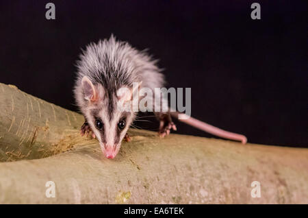 andean white eared opossum on a branch zarigueya Stock Photo