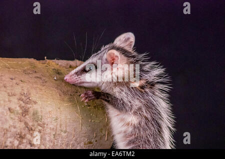 andean white eared opossum on a branch zarigueya Stock Photo