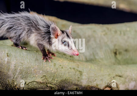 andean white eared opossum on a branch zarigueya Stock Photo