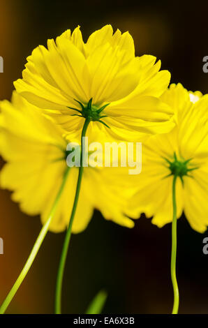 Close up under Cosmos sulphureus or Yellow Cosmos flower Stock Photo