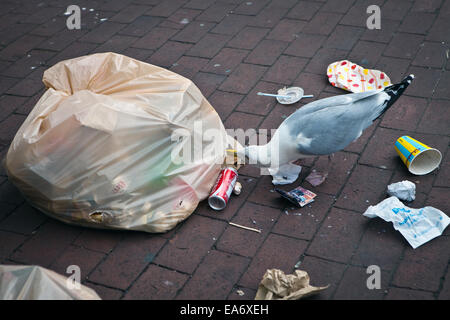 Seagull scavenging from rubbish bag Stock Photo