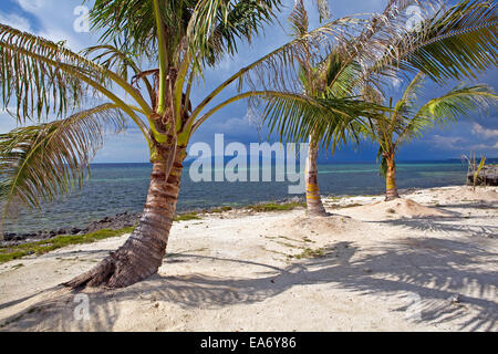 Three dwarf coconut trees on a remote beach at  Panglao Island, Bohol, Philippines. Stock Photo