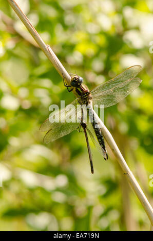 Hairy Dragonfly [Brachytron pratense] Male. Caught and eating mating damselflies. Norfolk, June Stock Photo