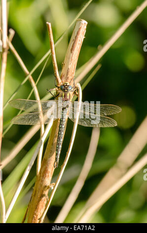 Hairy Dragonfly [Brachytron pratense] Male Norfolk, June Stock Photo