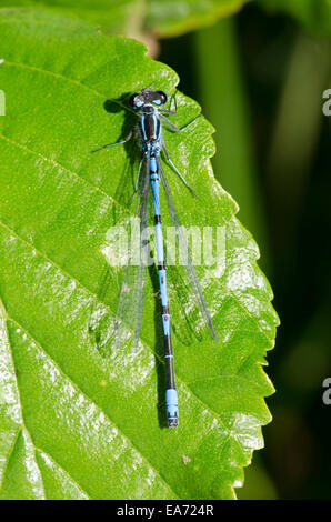 Azure Damselfly [Coenagrion puella] Male June Norfolk Broads. Stock Photo