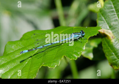 Azure Damselfly [Coenagrion puella] Male June Norfolk Broads. Stock Photo