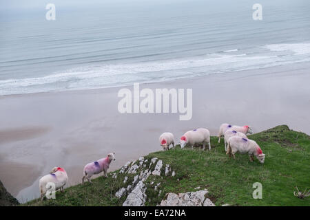 Rhosili,Rhossili,Rhossilli, bay, Llangenneth langenneth,beach,Worms Head,Worm's Gower, peninsula, Swansea,Swansea County, Wales, Stock Photo