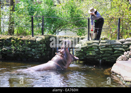 Lou the hippopotamus being fed at the Ellie Schiller Homosassa Springs Wildlife State Park Stock Photo