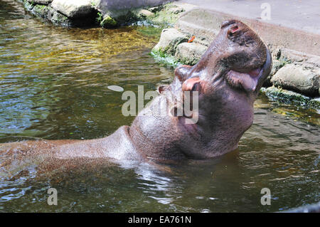 Lou the hippopotamus waits for lunch at the Ellie Schiller Homosassa Springs Wildlife State Park Stock Photo