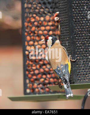 A goldfinch (Carduelis carduelis) on a garden seed feeder Stock Photo