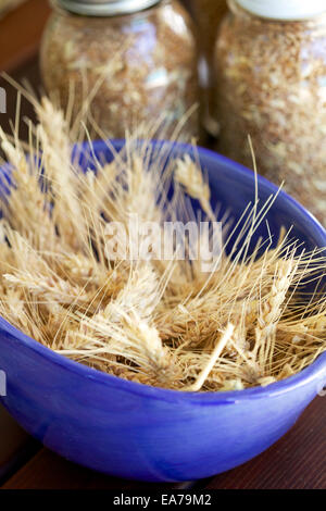 Wheat spikelets in purple plastic bowl on table Stock Photo
