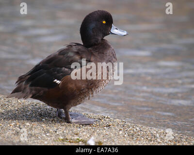 Black teal, (or scaup) (Aythya novaeseelandiae) is a diving duck in New Zealand. It may stay down for twenty to thirty seconds a Stock Photo