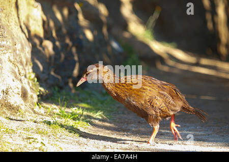 The Weka (Gallirallus australis) is an inquisitive bird. Endemic to New Zealand Stock Photo