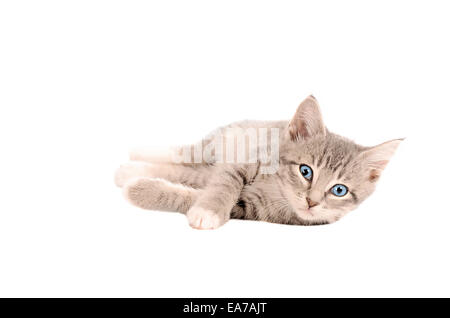 A tabby kitten laying down on white Stock Photo