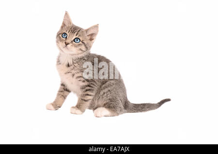 A Tabby Kitten sitting on a white background Stock Photo