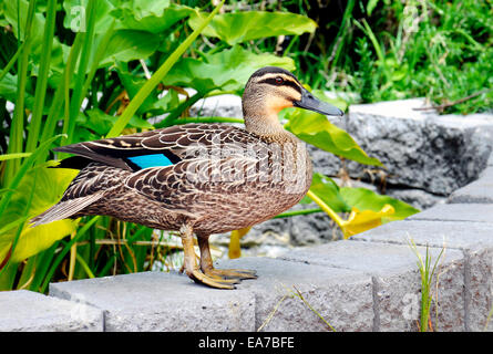 Pacific Black Duck in urban water garden setting. Stock Photo