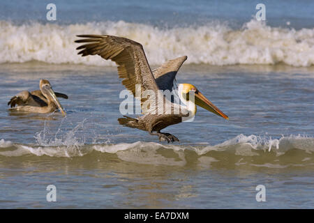 Brown Pelican Pelecanus occidentalis flying through surf Fort Myers beach Gulf coast Florida USA Stock Photo