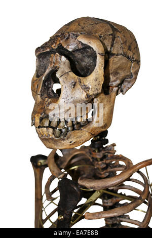 Homo ergaster (erectus) Skeleton Nariokotome Boy Stock Photo