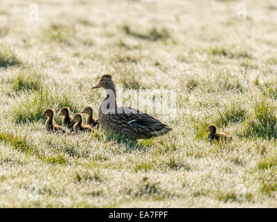Female Gadwall [Anas strepera] with five young, scurrying across dew covered marsh, bathed in early morning sunlight. Stock Photo