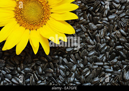 Sunflower on background of seeds Stock Photo