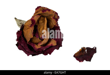 A withered rose and one petal over white background Stock Photo
