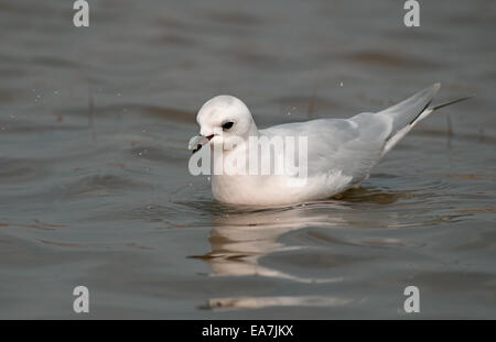 Ross's Gull adult winter plumage feeding on water Stock Photo