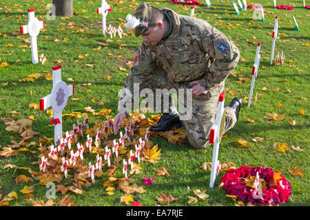 Glasgow, Scotland, UK. 8th Nov, 2014. Solomon Rice, aged 15, from Cambuslang near Glasgow, a member of the Glasgow and Lanarkshire Cadets, had been instructed to ensure that the Remembrance Garden in George Square, Glasgow,  Scotland, was tidy in preparation for the Remembrance Service on Sunday 9 November 2014. Here, he is attending to the memorial to the  Royal Logistics Corps and making sure that all the commemorative crosses are clean and readable. Credit:  Findlay/Alamy Live News Stock Photo