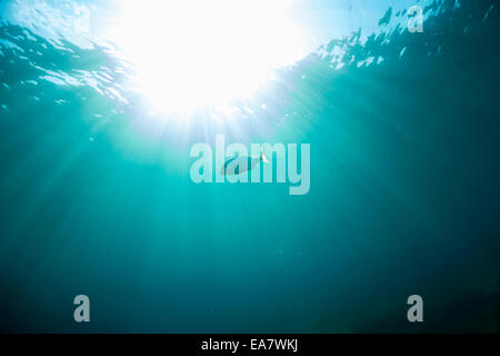 Sea bream swimming in the blue Mediterranean Sea, Malta. Stock Photo