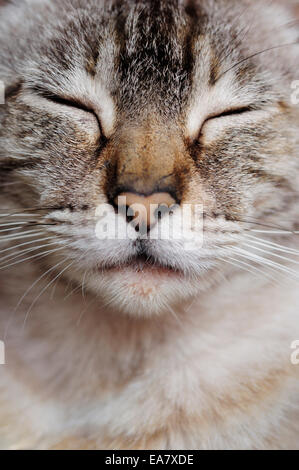 Cat nap Stock Photo