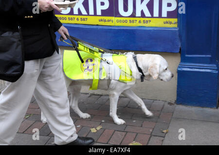 Rochester, UK. 8th Nov, 2014. Alun J Elder-Brown 'The Blind Blogger' Chairman and Secretary of UKIP, Tunbridge Wells. In Rochester with his guidedog Stock Photo