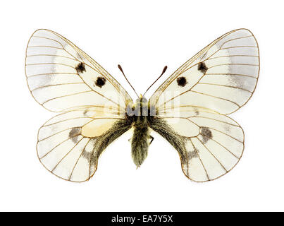 Clouded Apollo (Parnassius mnemosyne) butterfly