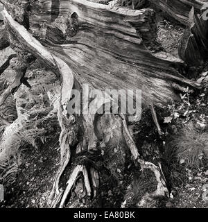 Remnant of ancient Oak tree Sculpture Stock Photo