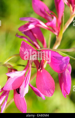 Illyrian Gladiolus (Gladiolus illyricus) Stock Photo
