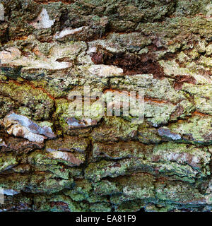 Section of old heavily textured Silver birch tree trunk on Cannock Chase Stock Photo