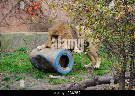 Chicago, Illinois, USA. 8th November, 2014. Sahar, Lincoln Park Zoo's young male lion attacks a plastic barrel in his enclosure. A cardboard box inside the barrel contains a slab of meat. The zoo tries to provide its animals a stimulating and interesting life by this technique. Credit:  Todd Bannor/Alamy Live News Stock Photo