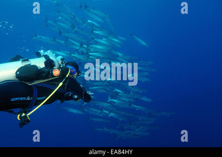 Diver looking at a flock of Sawtooth barracuda (Sphyraena putnamae) Bohol Sea,  Philippines, Southeast Asia Stock Photo