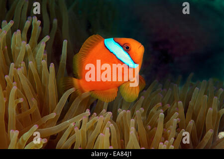Red Anemonefish or Australian clownfish (Amphiprion rubrocinctus) Bohol Sea, Philippines, Southeast Asia Stock Photo