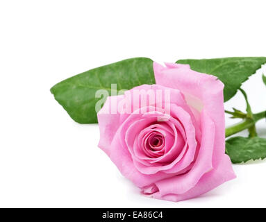 One pink rose on the white background Stock Photo