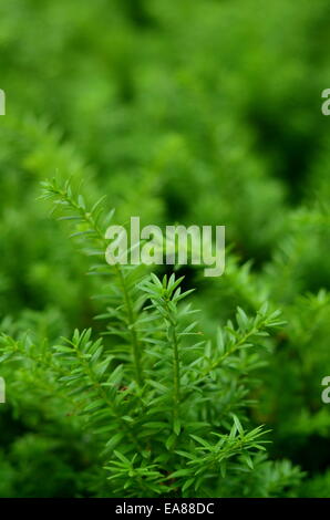 Lush Green Undergrowth Stock Photo